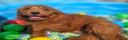 Cockapoo dogs for sale: Milan - Ad 22