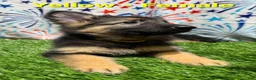 German Shepherd dogs for sale: Yellow - Ad 4