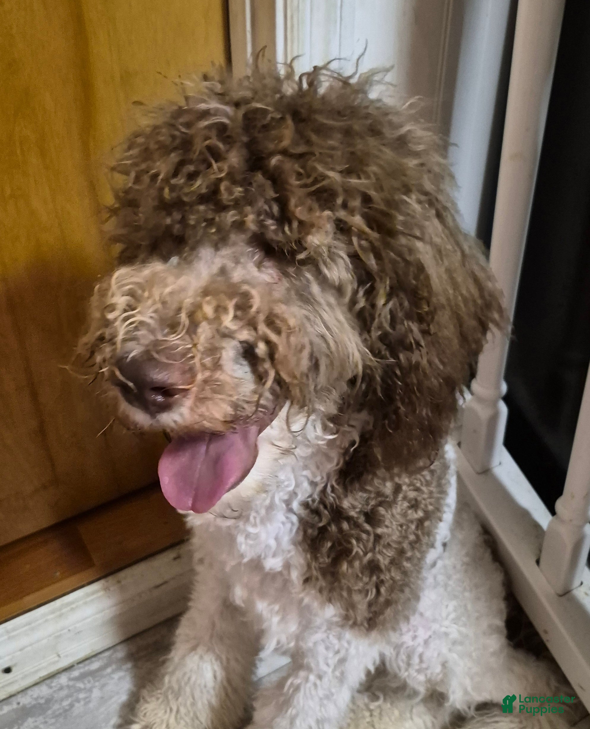 Labradoodle dogs for sale: Holly-CRATE & POTTY trained - Ad 1