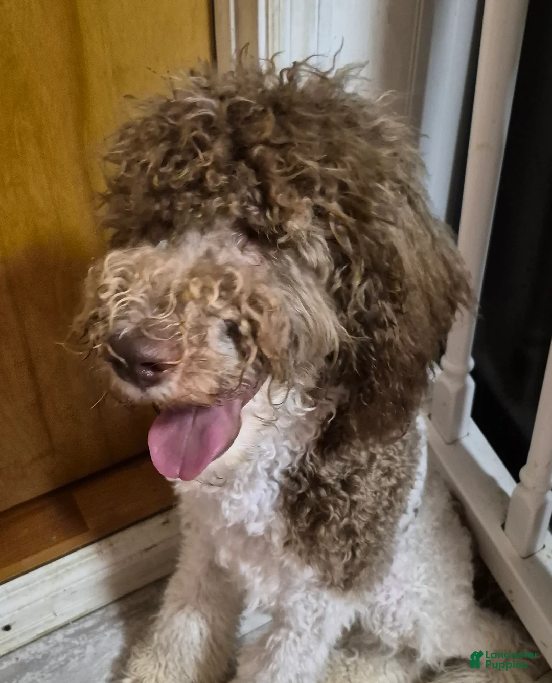 Labradoodle dogs for sale: Holly-CRATE & POTTY trained - Ad 1