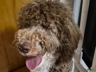 Labradoodle dogs for sale: Holly-CRATE & POTTY trained - Ad 1