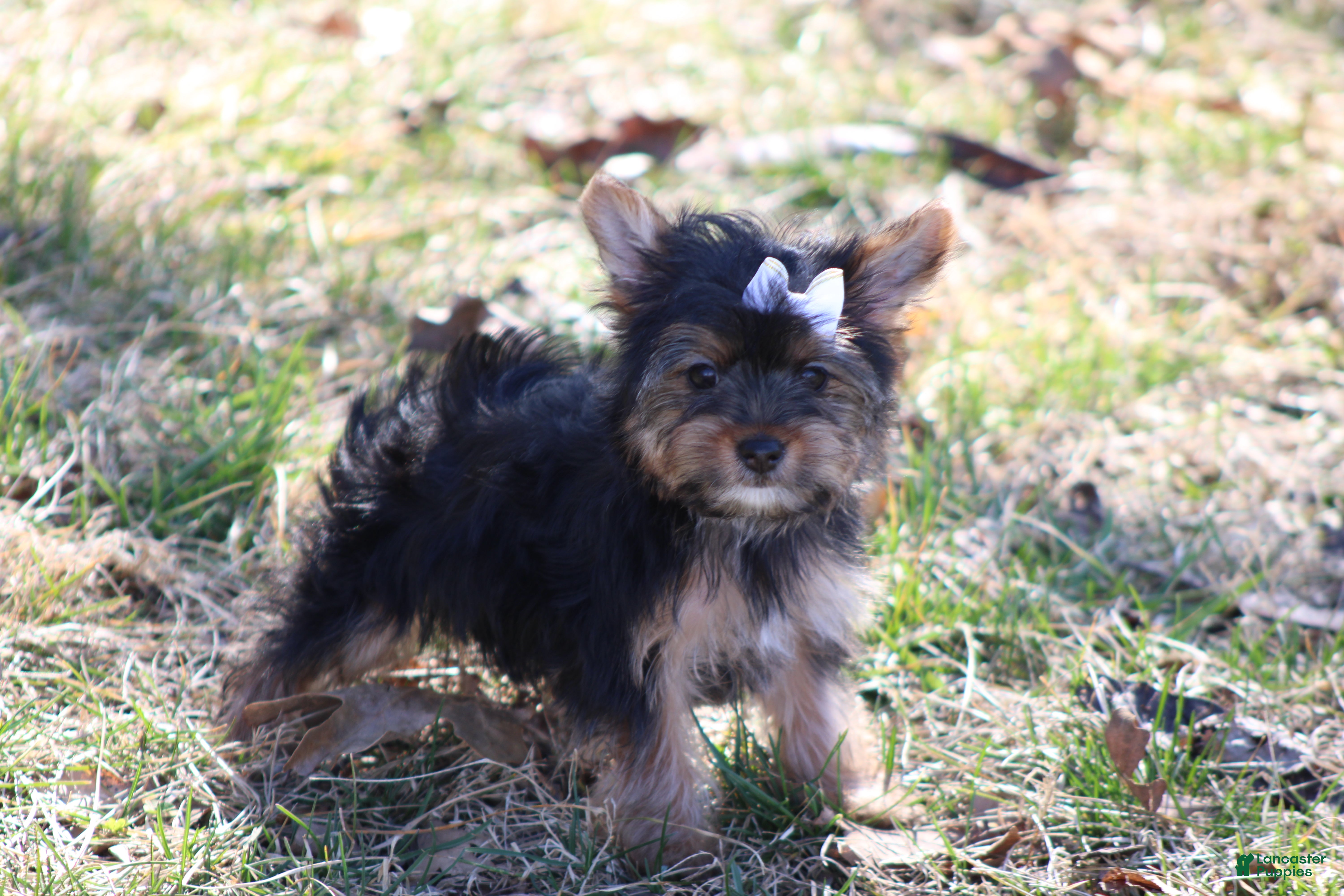 Yorkshire Terrier dogs Anna - Ad 2