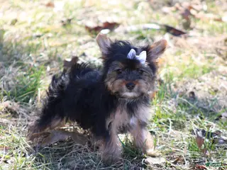 Yorkshire Terrier dogs Anna - Ad 2