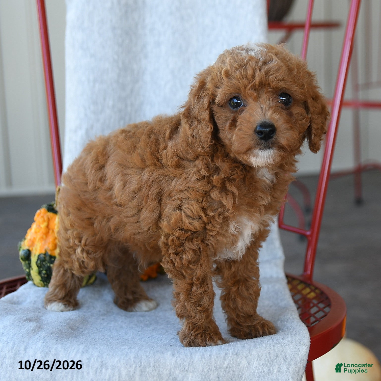 Cockapoo dogs for sale: Redmond - Ad 1