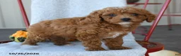 Cockapoo dogs for sale: Redmond - Ad 1
