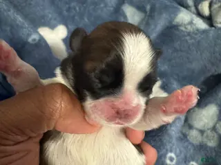 Shih Tzu dogs BRUNO - Ad 2