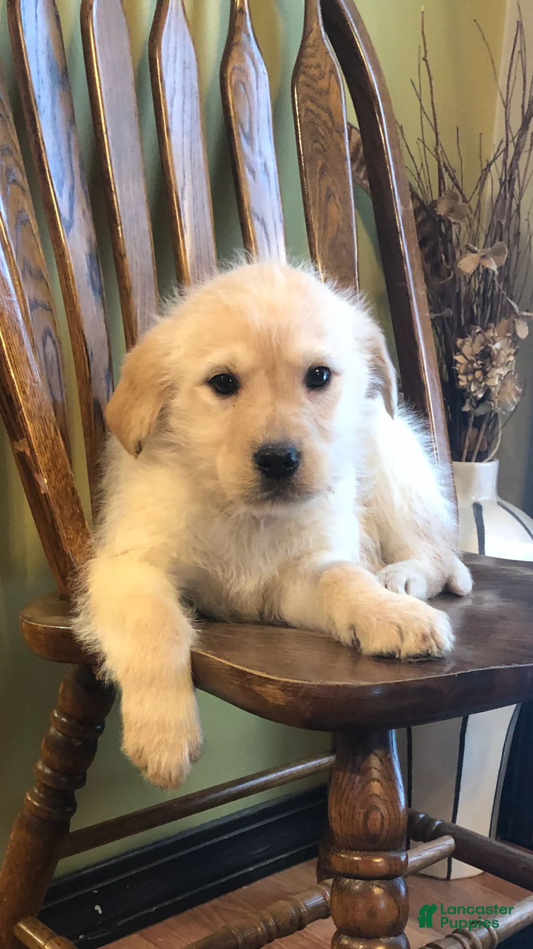 Goldador dogs for sale: Ashland - Ad 1