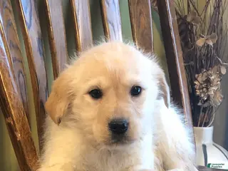 Goldador dogs Ashland - Ad 8