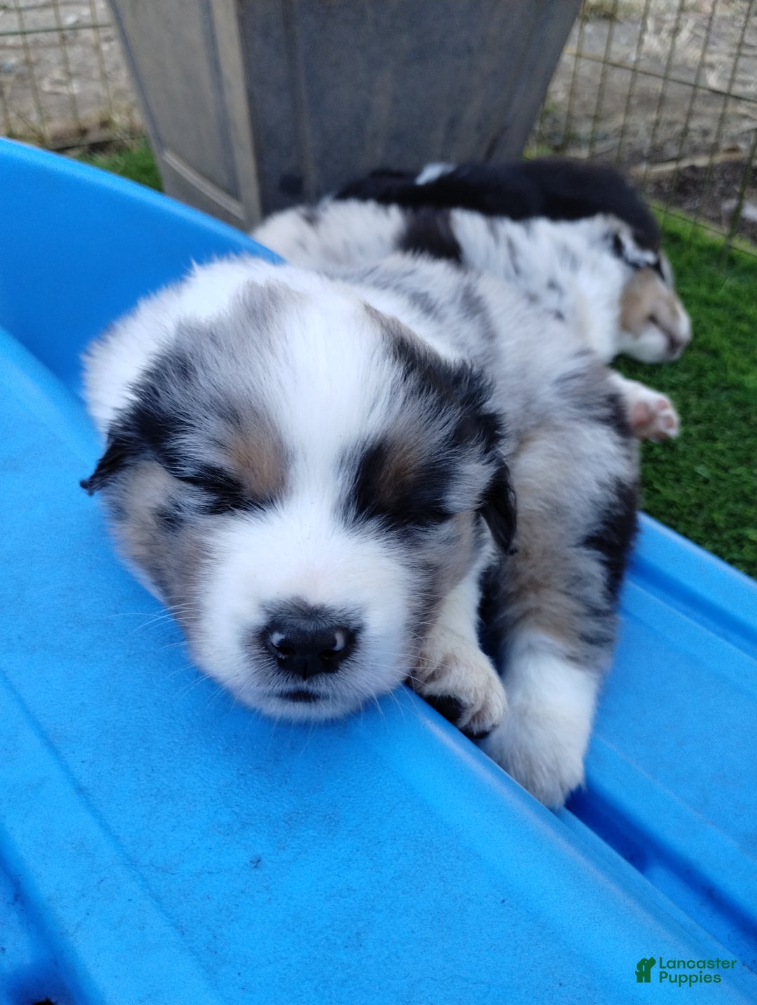 Miniature Australian Shepherd dogs for sale: Nickel - Ad 7