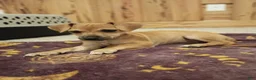 Chorkie dogs for sale: Princess - Ad 2