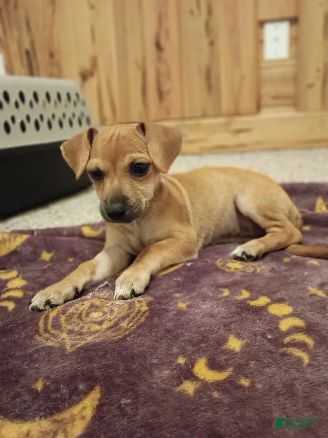 Chorkie dogs for sale: Princess - Ad 2
