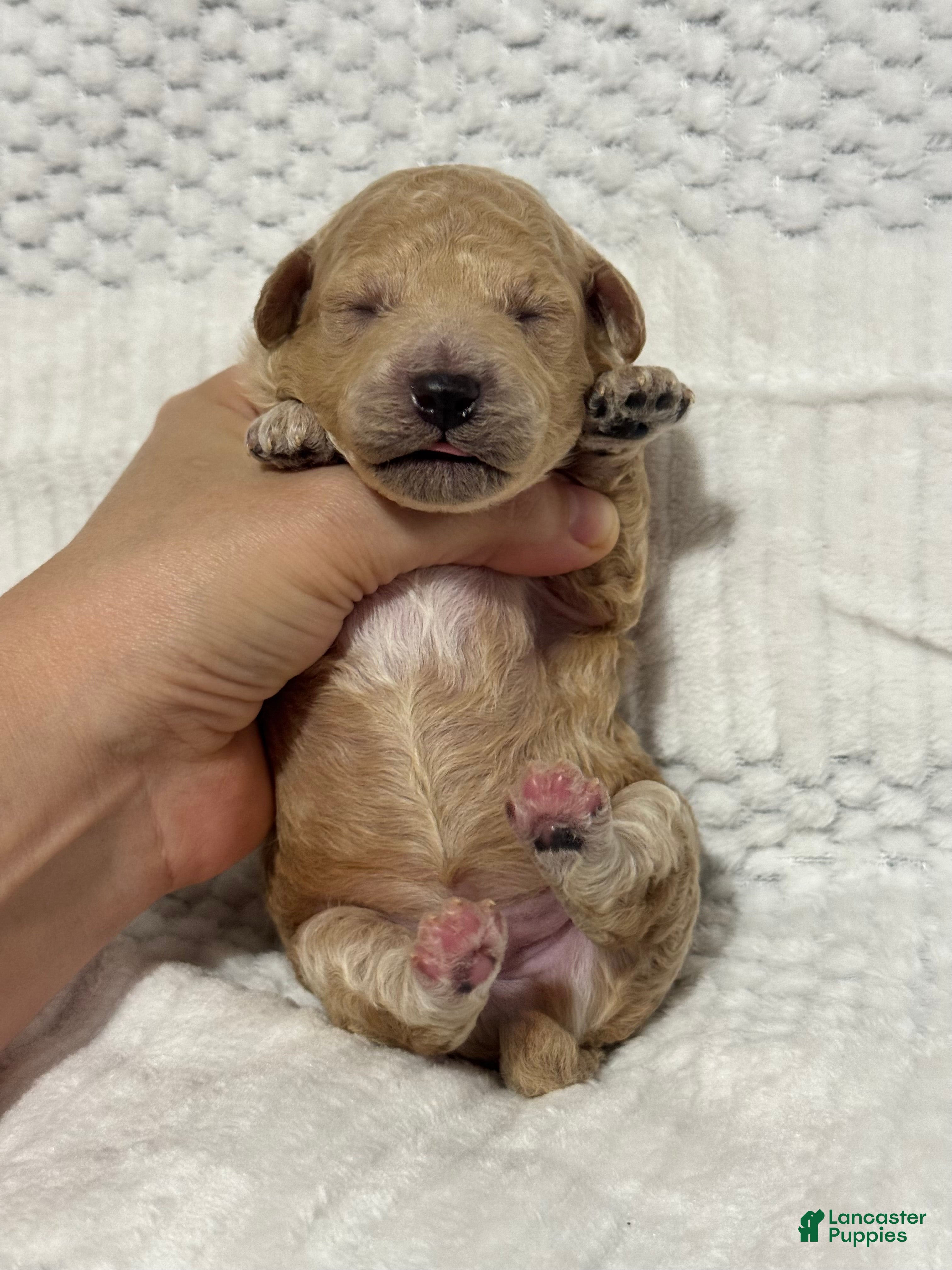 Toy Poodle dogs for sale: Christian Olaf - Ad 4