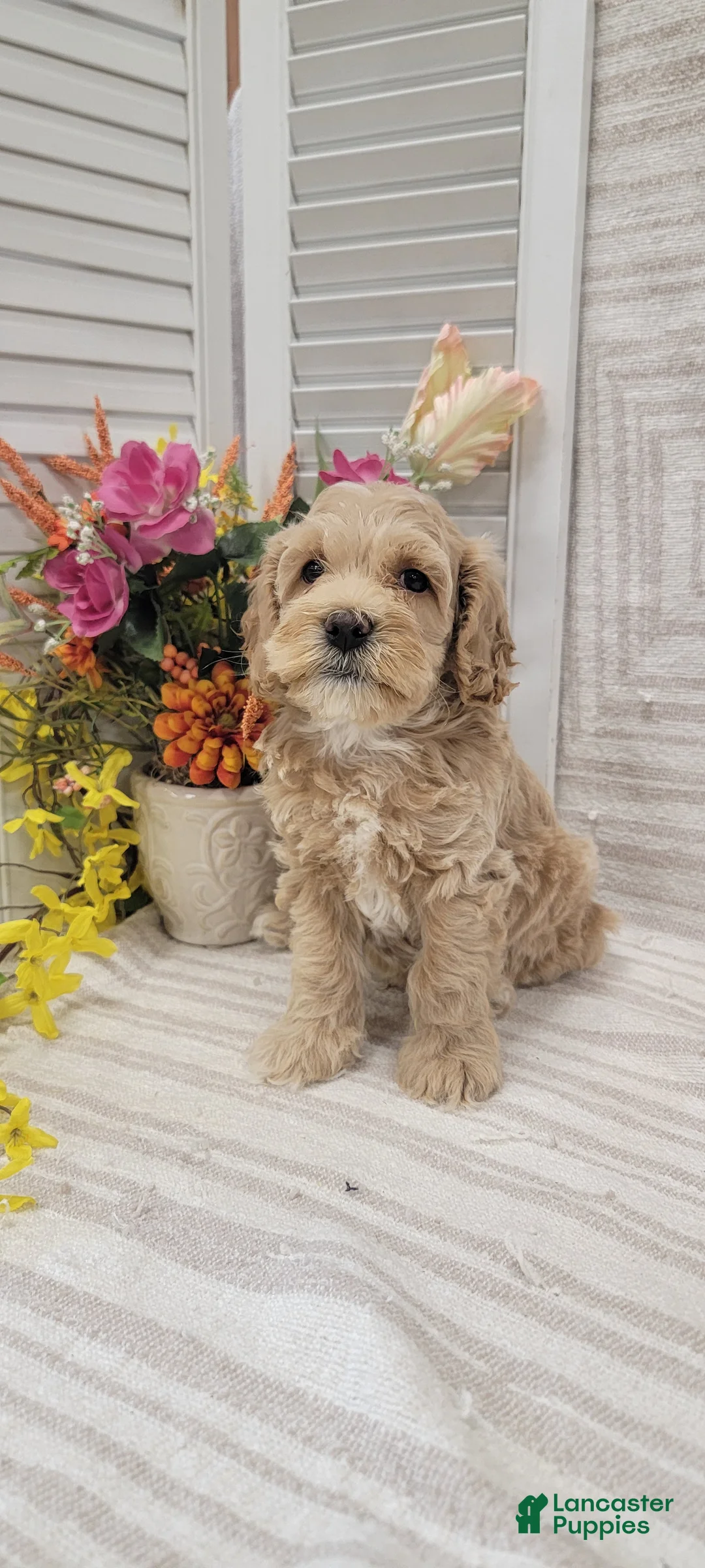 Cockapoo dogs for sale: Sparky - Ad 2