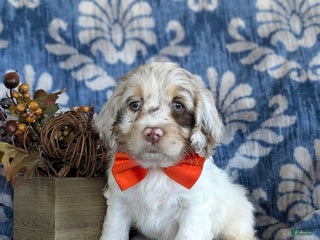 Cockapoo dogs - Ad 36