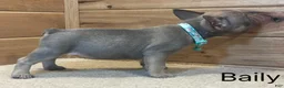 French Bulldog dogs for sale: Baily - Ad 3