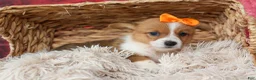 Welsh Corgi Pembroke dogs for sale: Audrey🦴  - Ad 14