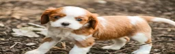 Cavalier King Charles Spaniel dogs for sale: Eddy - Ad 4