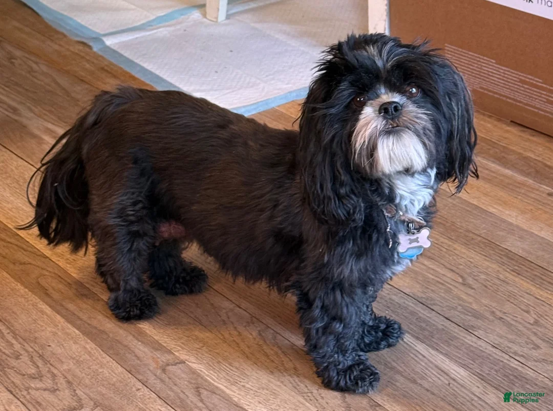 Shihpoo dogs for sale: Shihpoo 1 - Ad 4