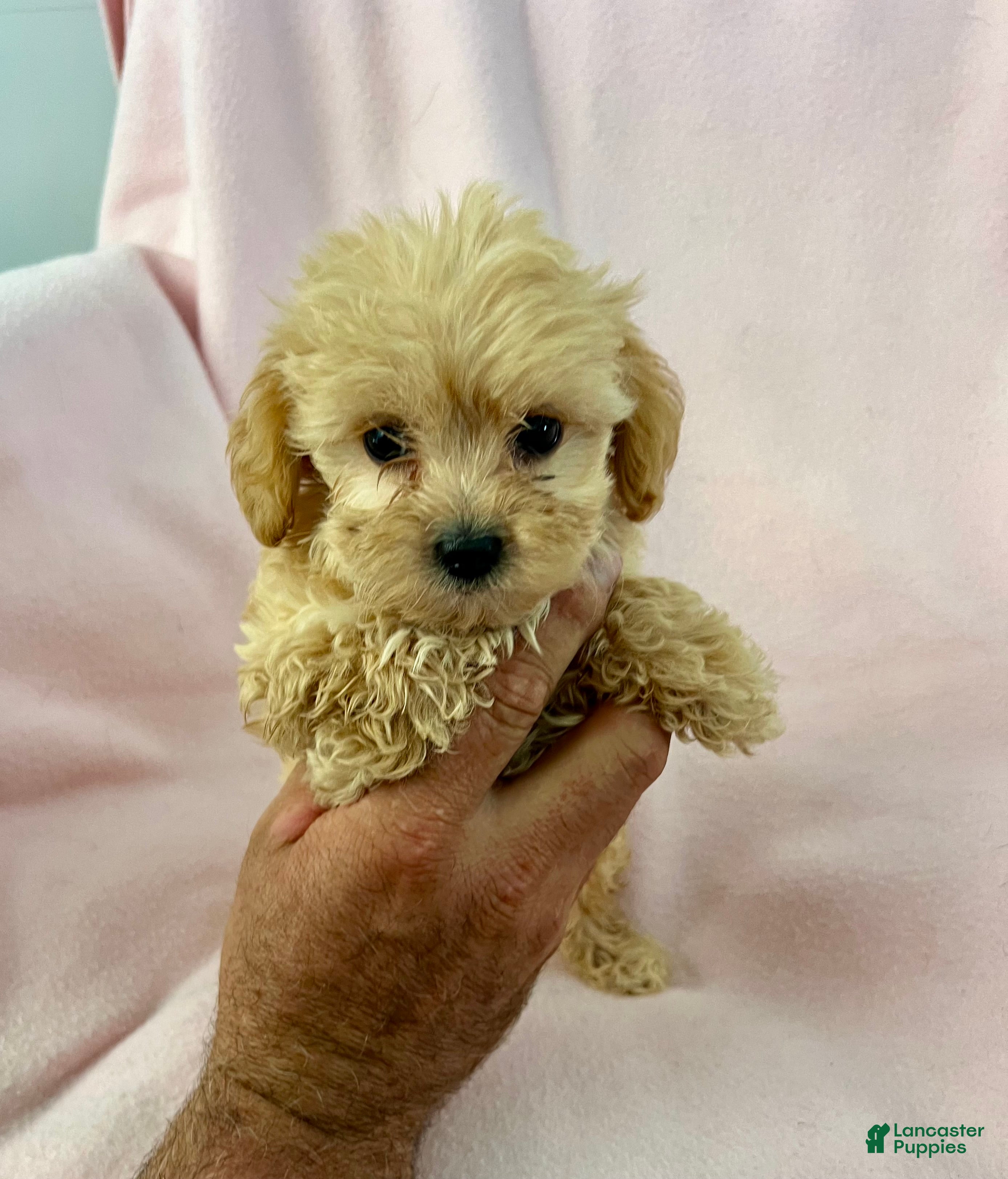 Shihpoo dogs Trudy Girl-Shihpoo 1 - Ad 1