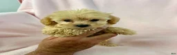 Shihpoo dogs for sale: Trudy Girl-Shihpoo 1 - Ad 1