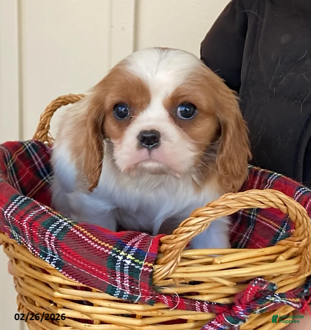 Cavalier King Charles Spaniel dogs for sale: Daffodil - Ad 1