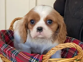 Cavalier King Charles Spaniel dogs for sale: Daffodil - Ad 4