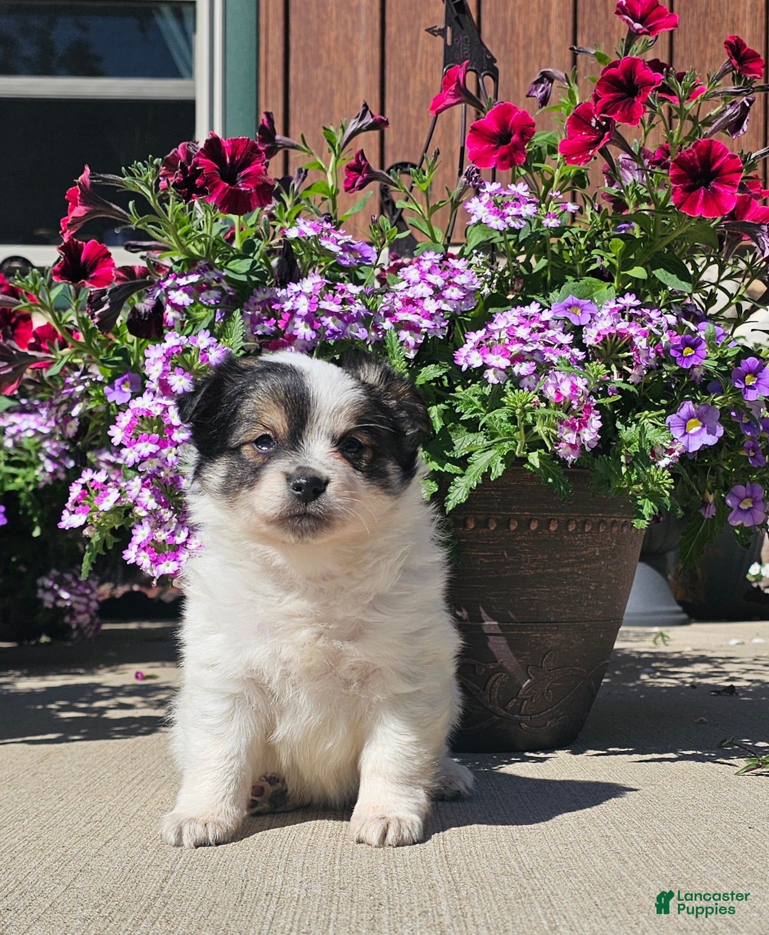 Pomchi dogs Pomchi Puppy 1 - Ad 2