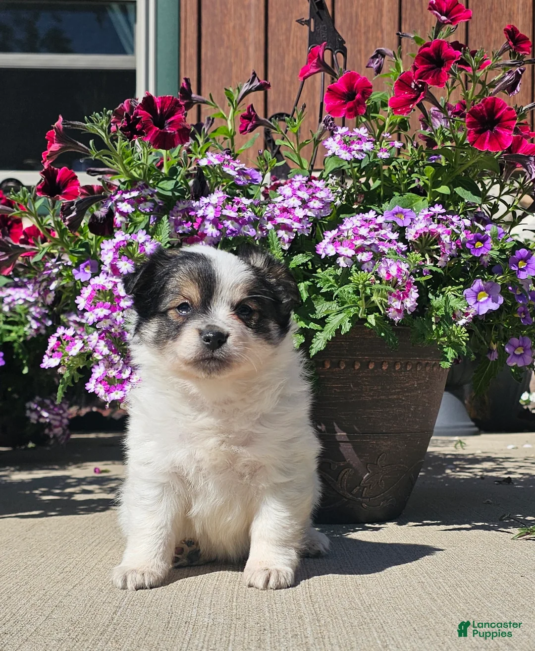 Pomchi dogs for sale: Pomchi Puppy 1 - Ad 2