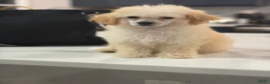 Toy Poodle 3