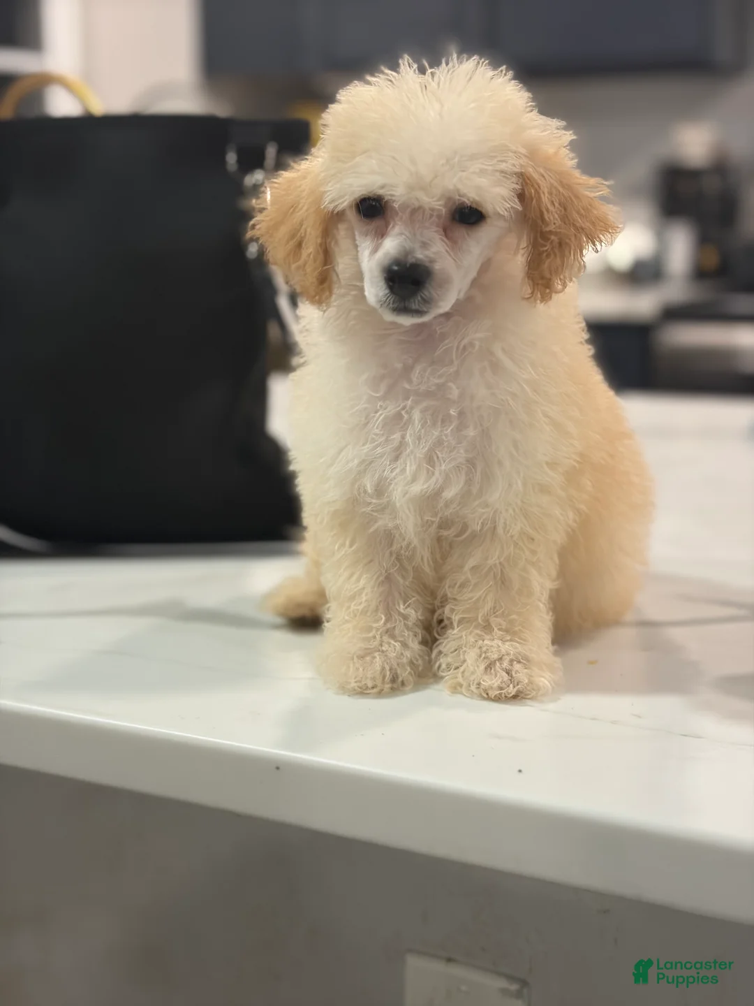 Toy Poodle dogs for sale: Toy Poodle 3 - Ad 1