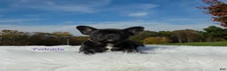 Mixed Breed dogs for sale: Twinkle - Ad 5