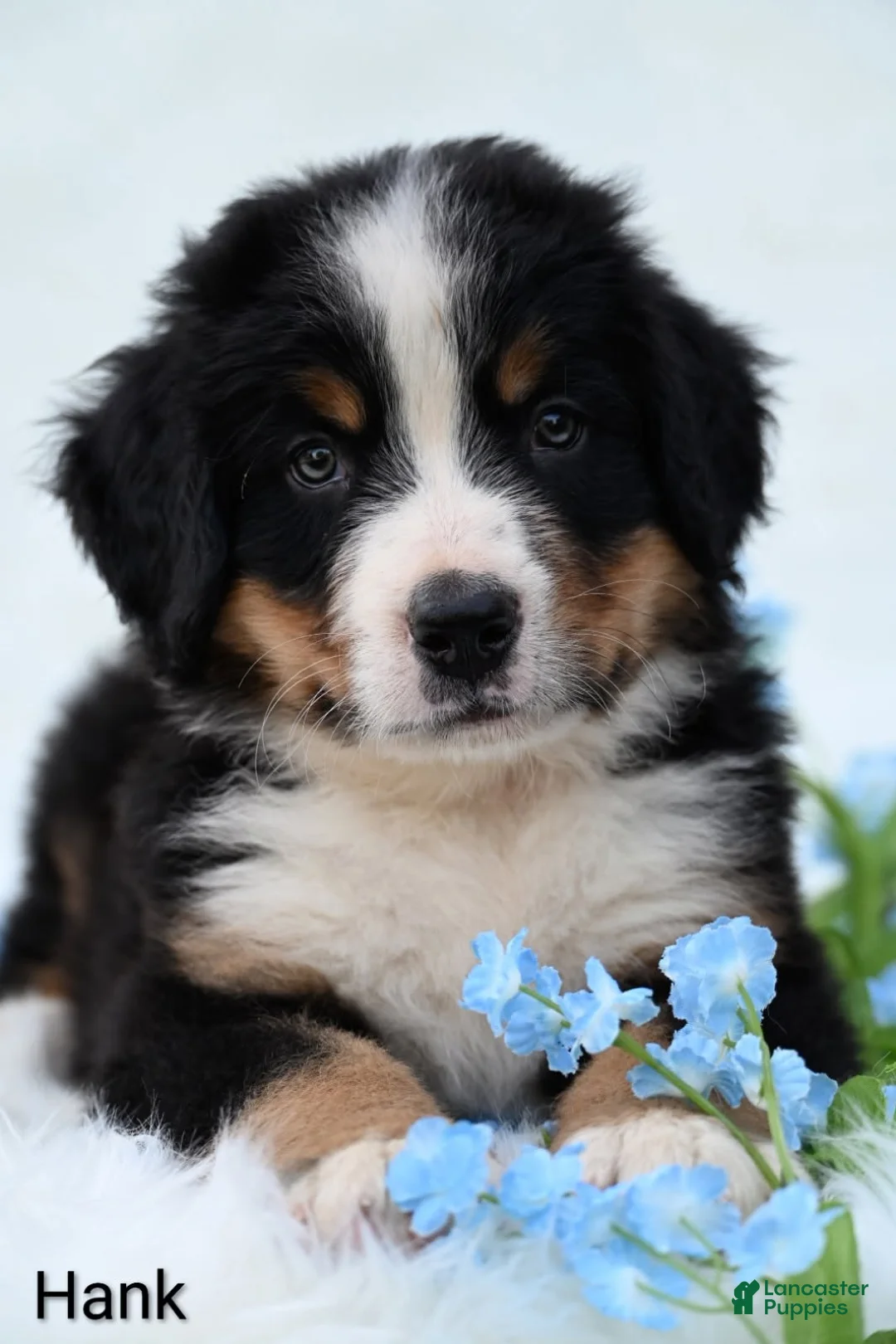 Bernese Mountain Dog dogs for sale: Hank  - Ad 1