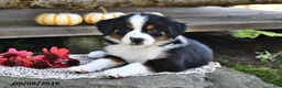 Mixed Breed dogs for sale: Roxie - Ad 4