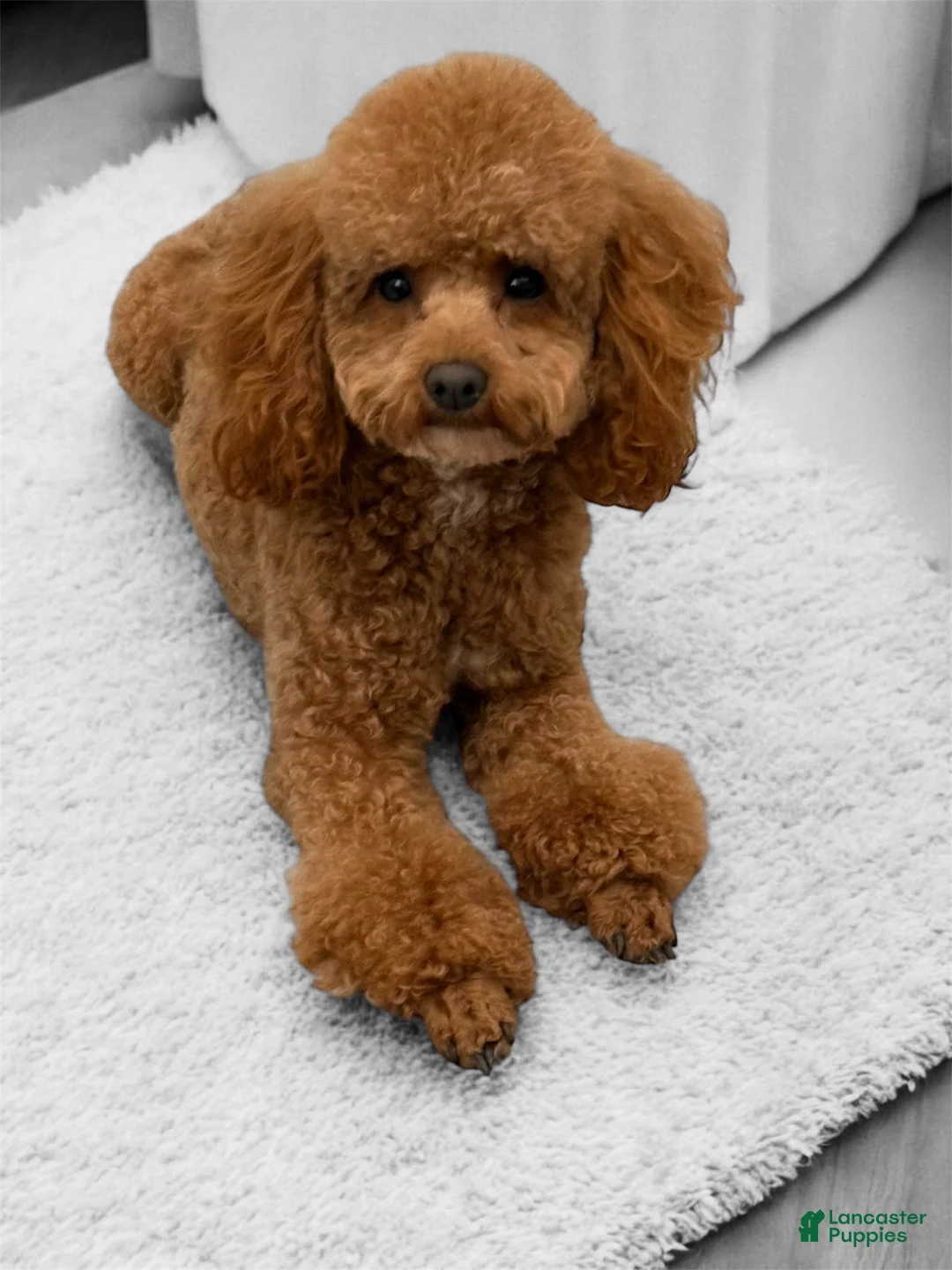 Miniature Poodle dogs for sale: Miniature Poodle Puppy 1 - Ad 3