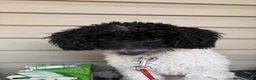 Miniature Poodle dogs for sale: Miniature Poodle 1 - Ad 5