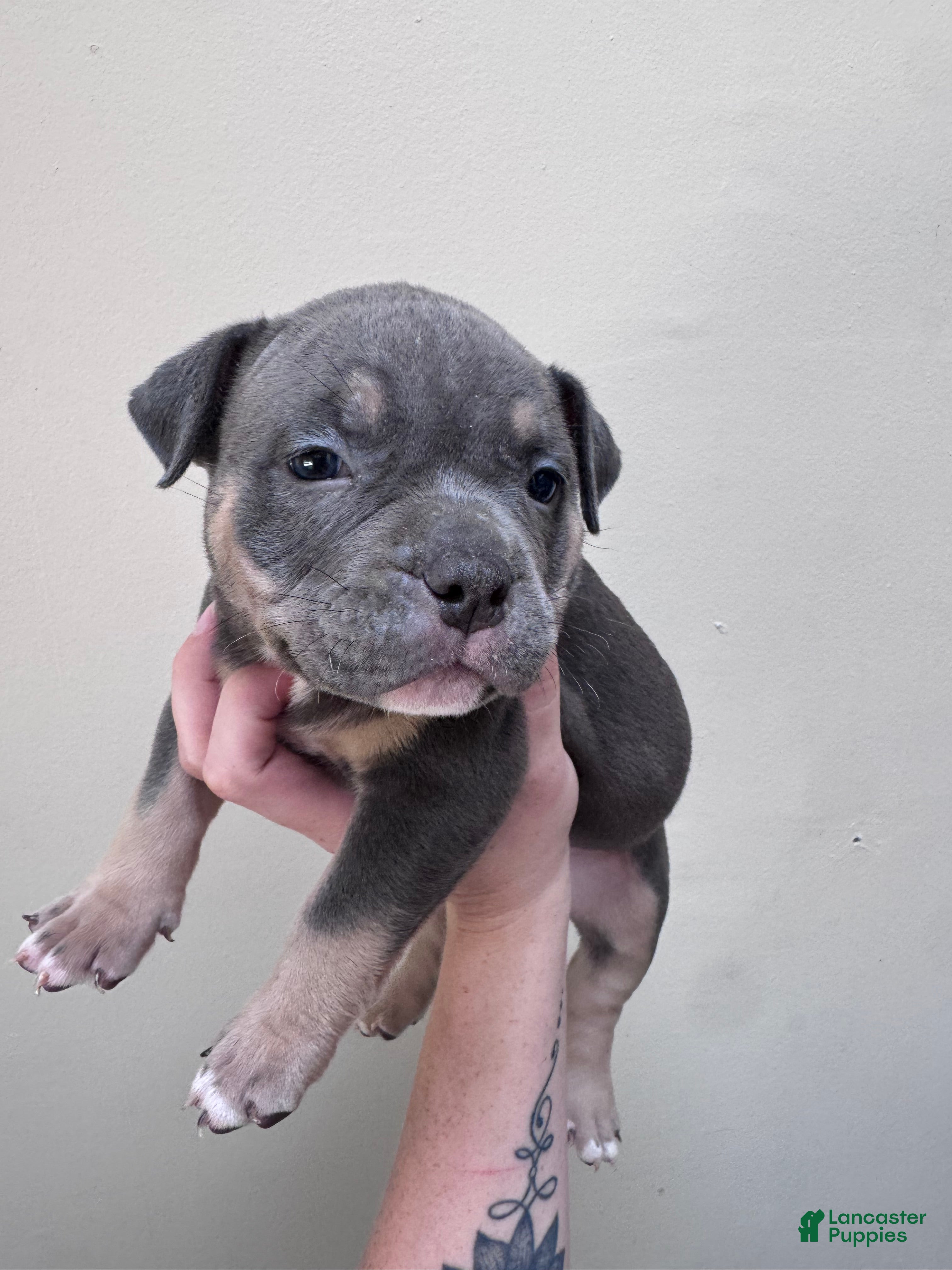 American Bully dogs Female 6 - Ad 24