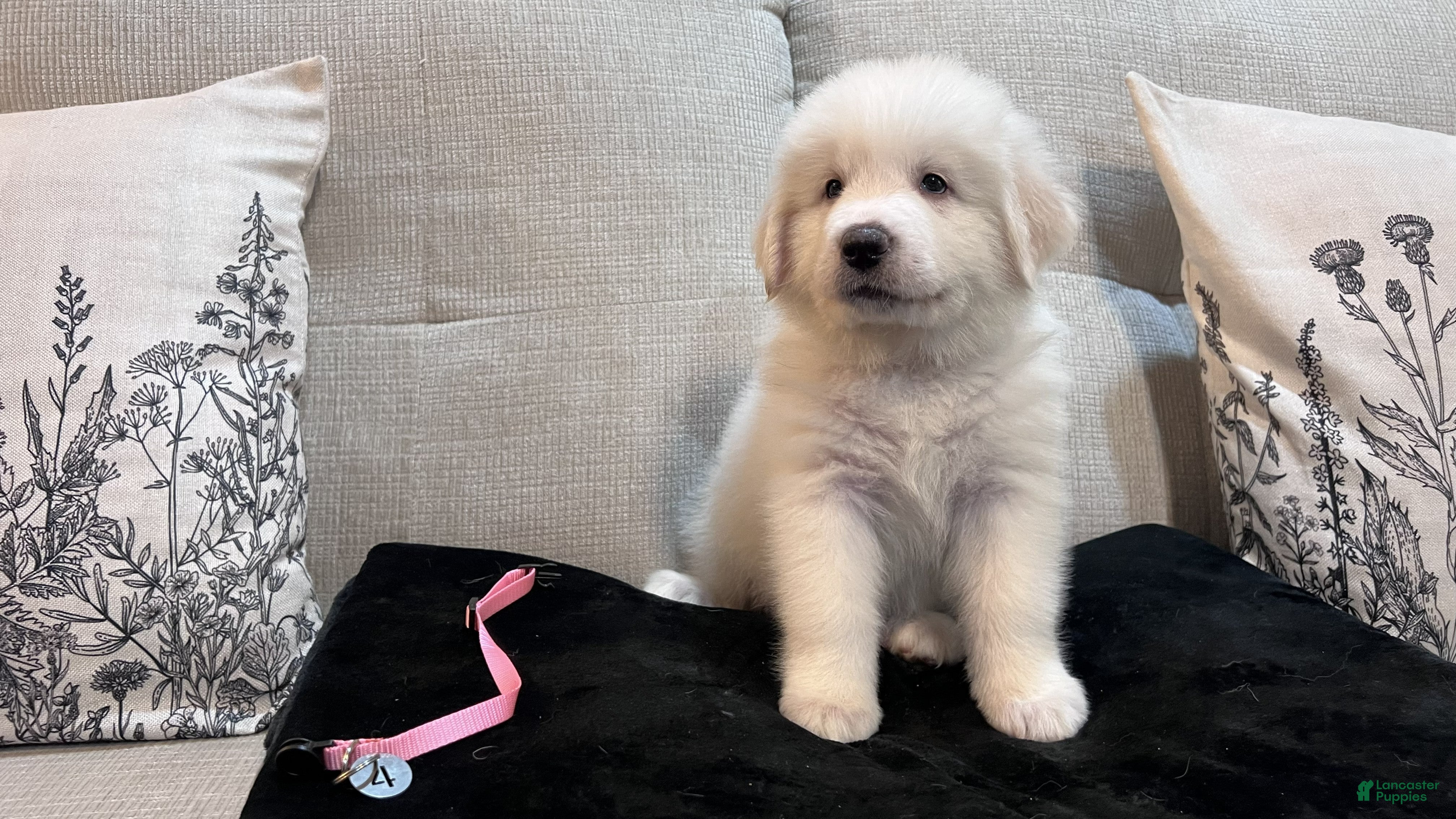 Great Pyrenees dogs Willow - Light Pink Collar - Ad 2