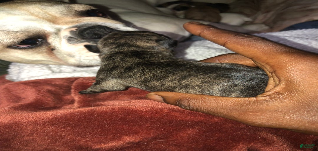 Gallery Image {{count}}