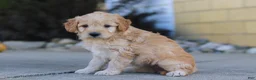 Mini Goldendoodle dogs for sale: Peaches - Ad 4