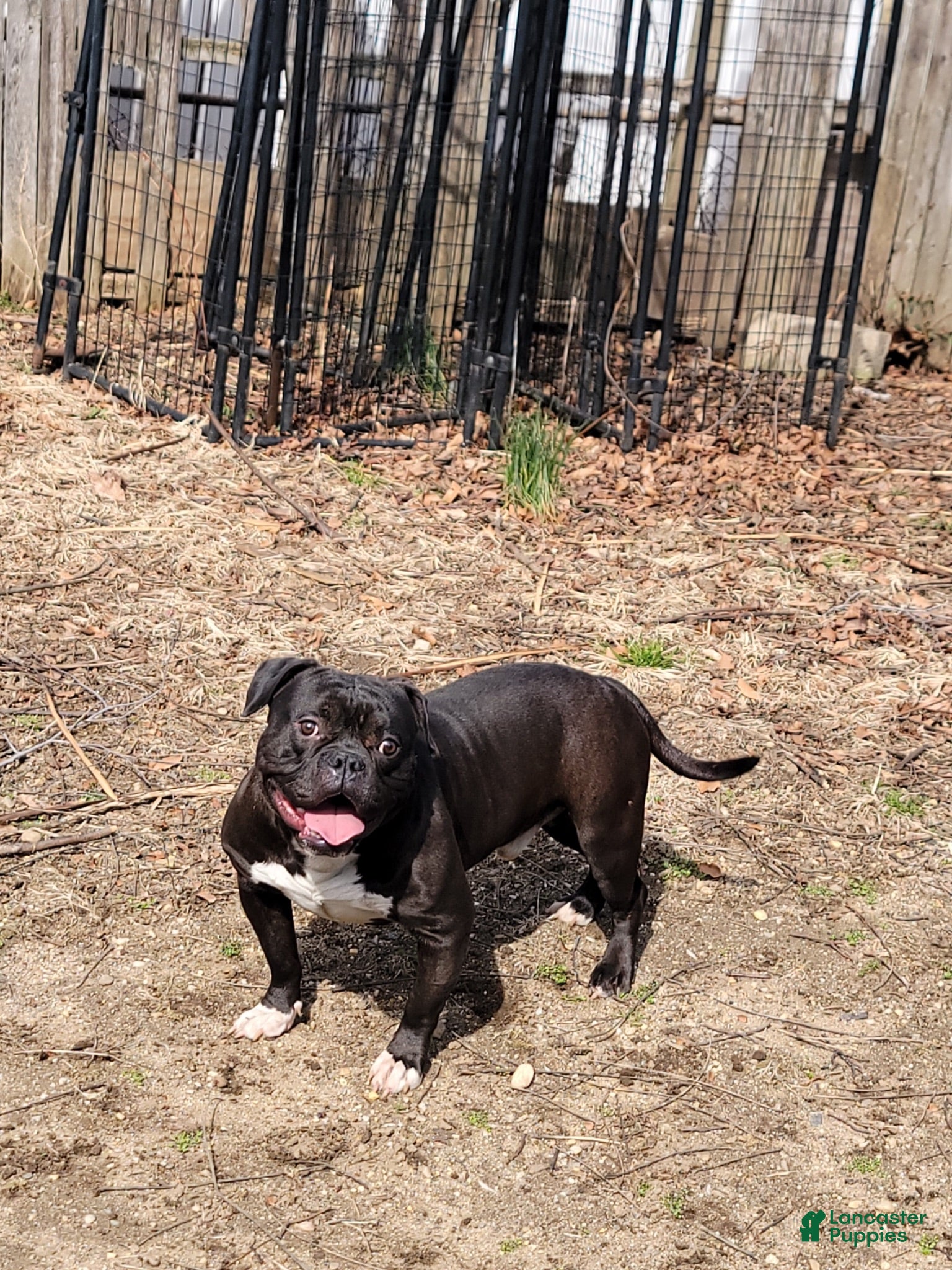 American Bully dogs Money - Ad 42