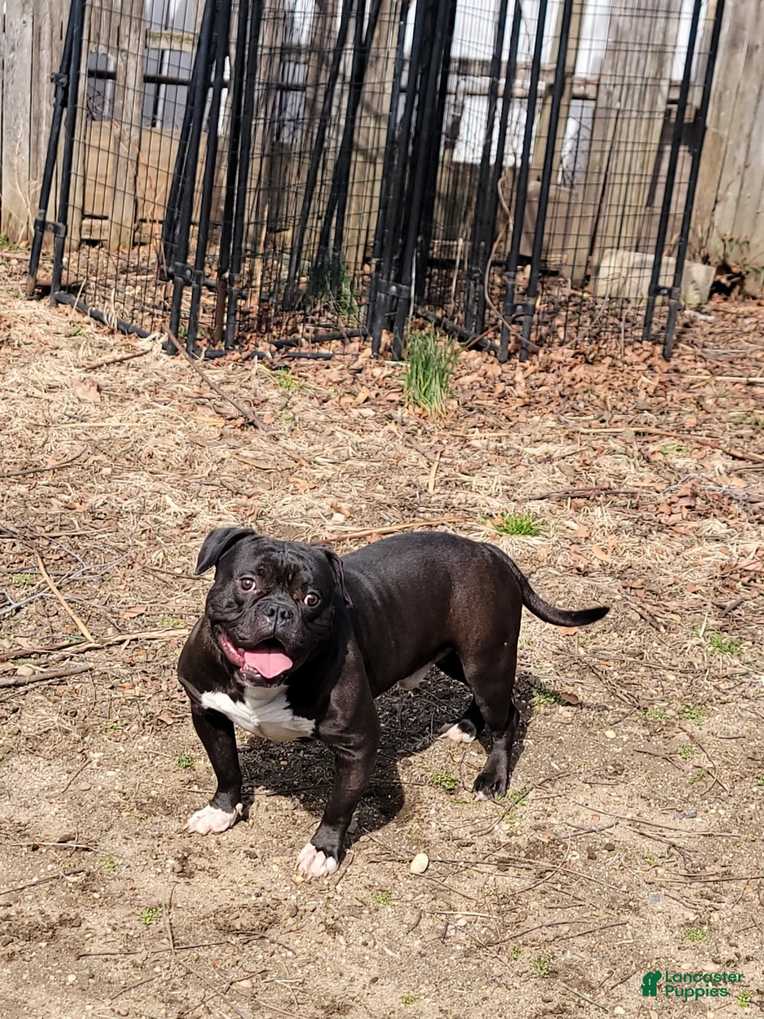 American Bully dogs for sale: Money - Ad 1