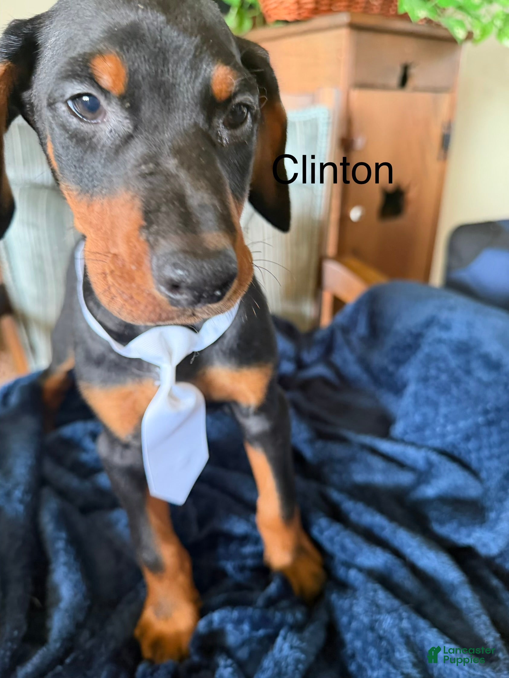 Doberman Pinscher dogs Doberman Pinscher 4 - Ad 1