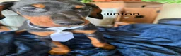 Doberman Pinscher dogs for sale: Doberman Pinscher 4 - Ad 1