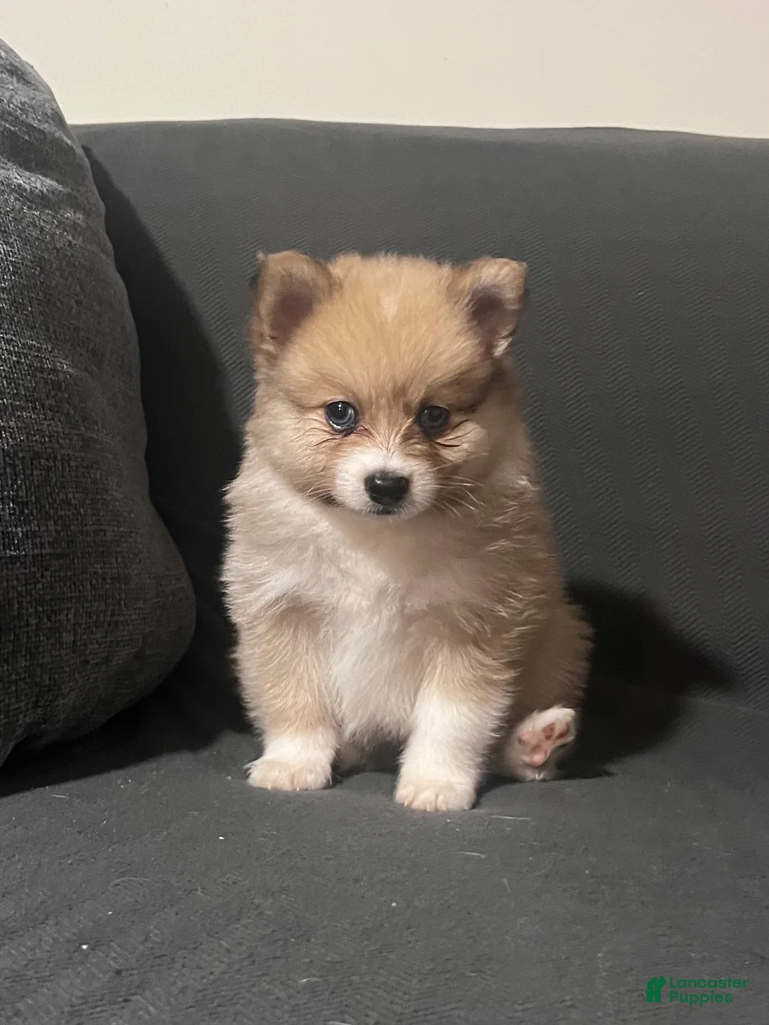 Pomeranian dogs for sale: Pomeranian Puppy 2 - Ad 1