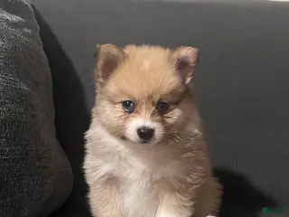 Pomeranian dogs Pomeranian Puppy 2 - Ad 12