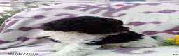 Miniature Poodle dogs for sale: Ranger - Ad 6