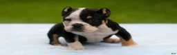 American Bully dogs for sale: Black Tri Male - Ad 1