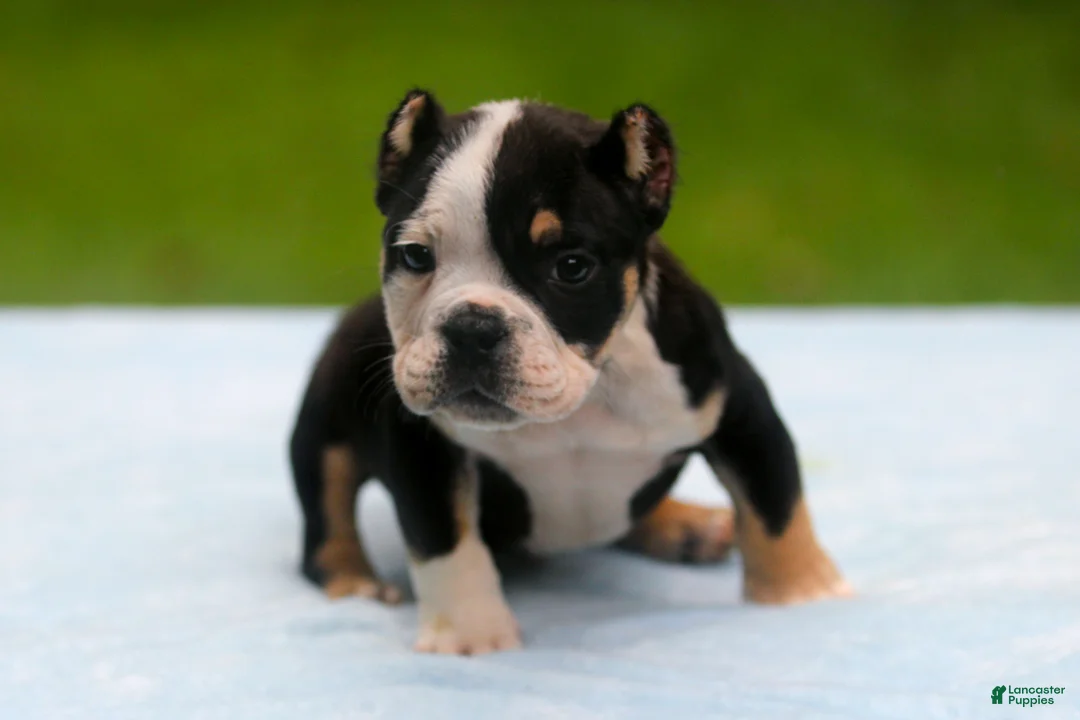 American Bully dogs for sale: Black Tri Male - Ad 1