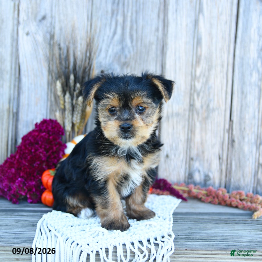 Yorkshire Terrier dogs Simon - Ad 1