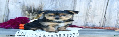 Simon